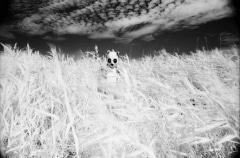 Burgenland: Pandacalypse