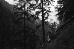 Dense Woods, Wild Canyons | Bärenschützklamm. Camera: Nikon F100, Film: Ilford FP4+. Location: Bärenschützklamm, Styria/Austria.