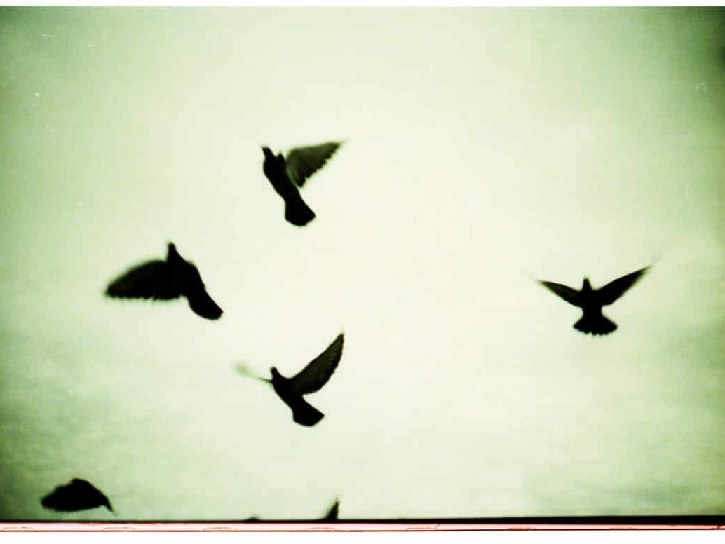 Alfreds Birds: Lomo LCA