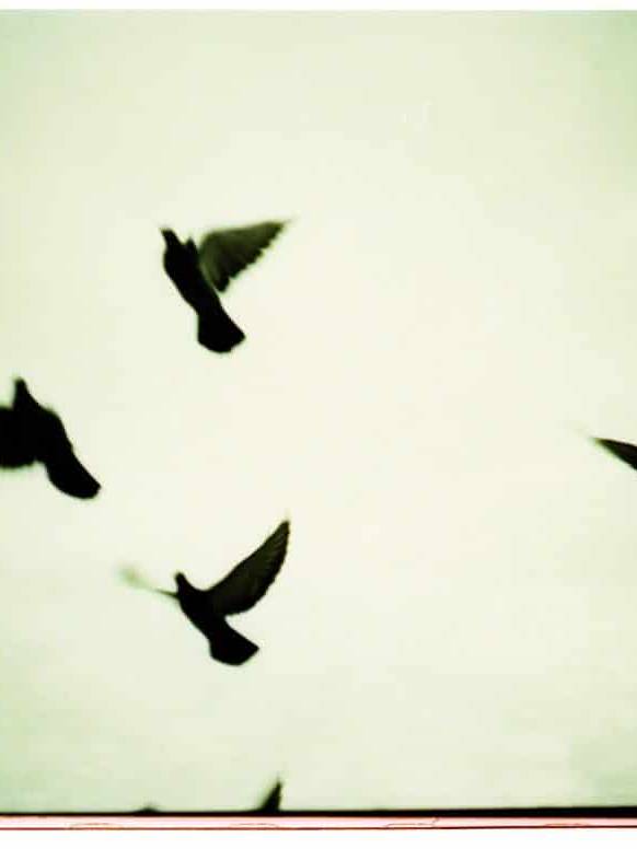 Alfreds Birds: Lomo LCA